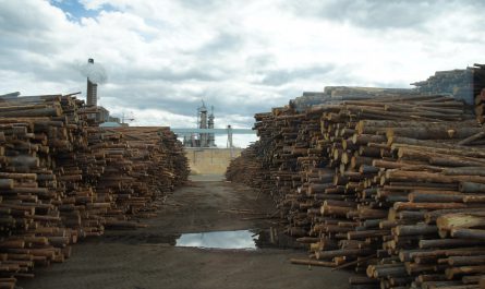 Das Holzlager der Papiermühle von Iggesund. Alle acht Minuten wird hier ein 40-Tonner entladen